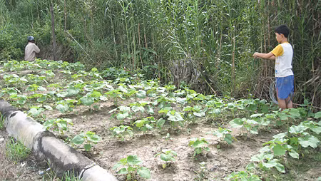 Nông dân ĐBSCL thường xuyên phải đối mặt với các loại vật tư nông nghiệm dỏm trên thị trường. Ảnh: T.P Nông dân ĐBSCL thường xuyên phải đối mặt với các loại vật tư nông nghiệm dỏm trên thị trường. Ảnh: T.P