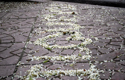 ... viết chữ hoa ... viết chữ hoa