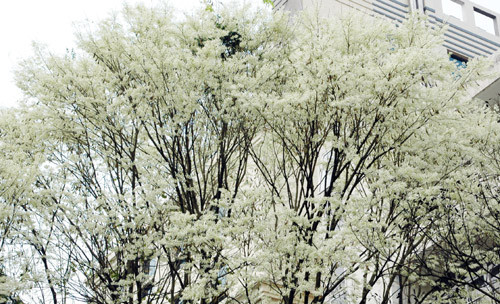 Hoa sưa nở trắng trên cành Hoa sưa nở trắng trên cành