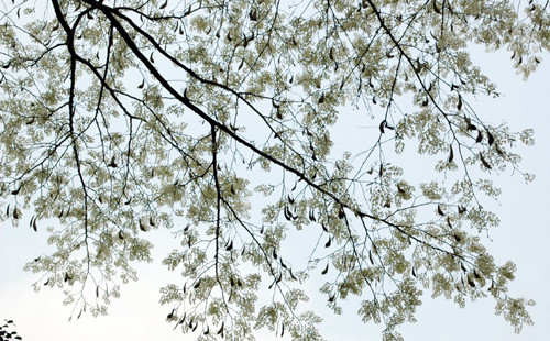 Màu hoa, màu trời Màu hoa, màu trời