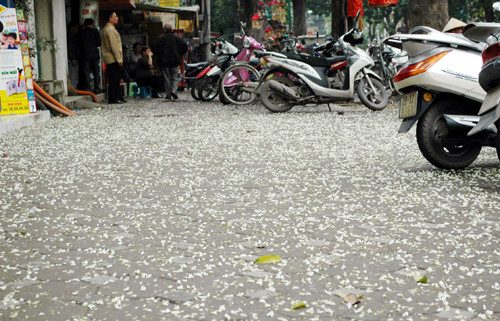 Thảm hoa Thảm hoa