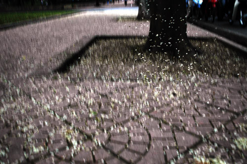 ... rơi trắng gốc cây ven đường ... rơi trắng gốc cây ven đường