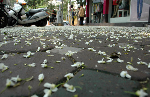 Những cánh hoa rơi trắng hè phố như muốn níu chân mọi người Những cánh hoa rơi trắng hè phố như muốn níu chân mọi người