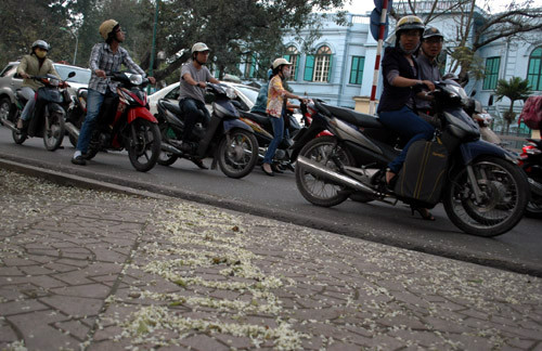 Người đi đường ngắm chữ hoa trên hè phố Người đi đường ngắm chữ hoa trên hè phố