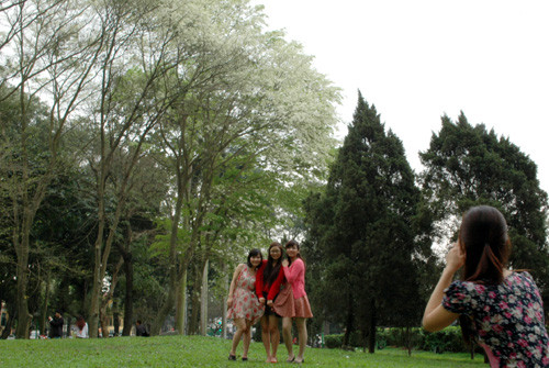 Hãy cười lên đẹp như hoa sưa Hãy cười lên đẹp như hoa sưa