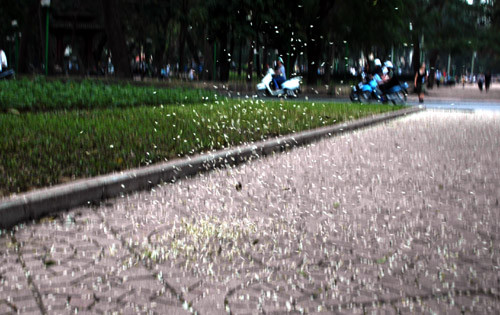 Cánh mỏng manh theo gió Cánh mỏng manh theo gió