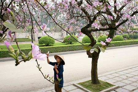 Bây giờ, khi đến mùa hoa, nhiều người Hà Nội tìm đến ngắm nhìn, và hơn thế, nhiều người từ Tây Bắc trở về thăm Lăng Bác vào đúng độ ban nở cũng thấy tiếc và nhớ về mùa ban một thời nhuốm trắng Tây Bắc thân yêu. Bây giờ, khi đến mùa hoa, nhiều người Hà Nội tìm đến ngắm nhìn, và hơn thế, nhiều người từ Tây Bắc trở về thăm Lăng Bác vào đúng độ ban nở cũng thấy tiếc và nhớ về mùa ban một thời nhuốm trắng Tây Bắc thân yêu.