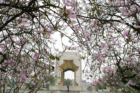 Rặng ban đang độ nở đẹp trên đường Bắc Sơn Rặng ban đang độ nở đẹp trên đường Bắc Sơn