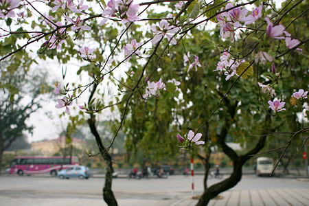 Đang là mùa hoa ban bung nở nhưng trên vạt núi cánh rừng Tây Bắc lại hiếm những vạt rừng ngợp sắc hoa ban. Đang là mùa hoa ban bung nở nhưng trên vạt núi cánh rừng Tây Bắc lại hiếm những vạt rừng ngợp sắc hoa ban.