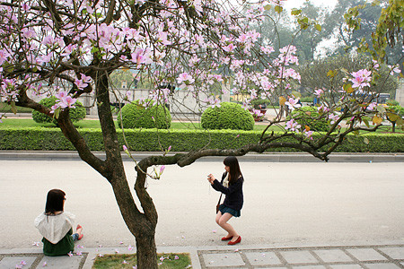 Ở Hà Nội lại khác, bao năm tháng qua, những cánh hoa ban vẫn bung nở vào đúng độ, thật đẹp. Ở Hà Nội lại khác, bao năm tháng qua, những cánh hoa ban vẫn bung nở vào đúng độ, thật đẹp.