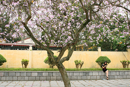 Hoa ban và người con gái Thái từ lâu đã trở thành biểu tượng cho vùng đất Tây Bắc thân thương. Hoa ban và người con gái Thái từ lâu đã trở thành biểu tượng cho vùng đất Tây Bắc thân thương.