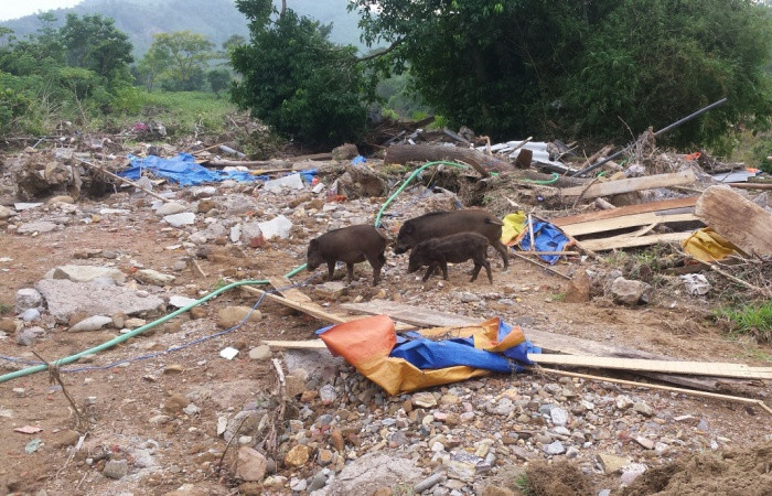 Trang trại được đầu tư hơn nửa tỷ giờ chỉ còn là bình địa sau trận lũ quét. Ảnh: B.S Trang trại được đầu tư hơn nửa tỷ giờ chỉ còn là bình địa sau trận lũ quét. Ảnh: B.S