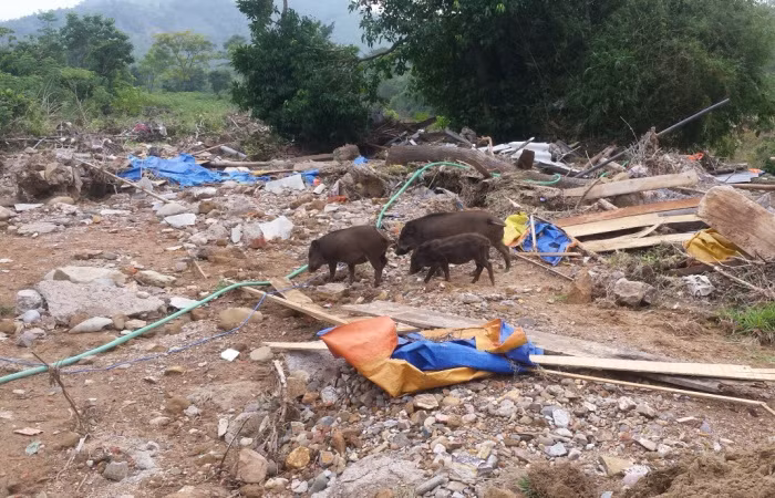 Trang trại được đầu tư hơn nửa tỷ giờ chỉ còn là bình địa sau trận lũ quét. Ảnh: B.S