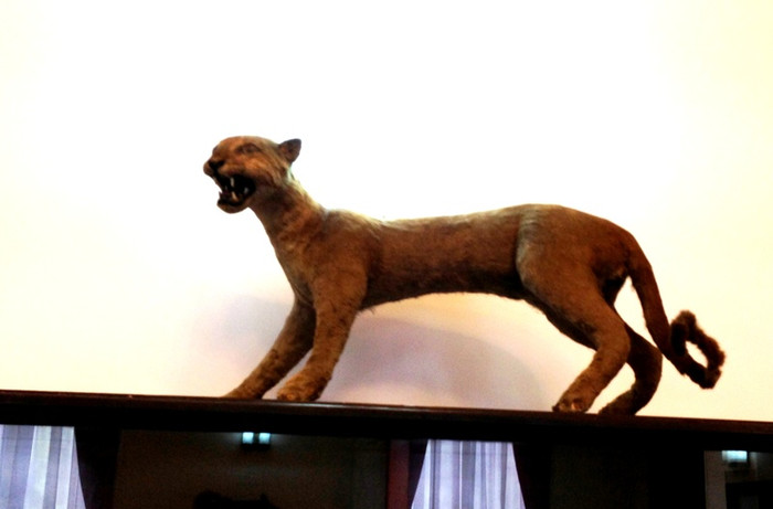 Con báo gấm trong phòng làm việc của Tổng thống Nguyễn Văn Thiệu. Con báo gấm trong phòng làm việc của Tổng thống Nguyễn Văn Thiệu.