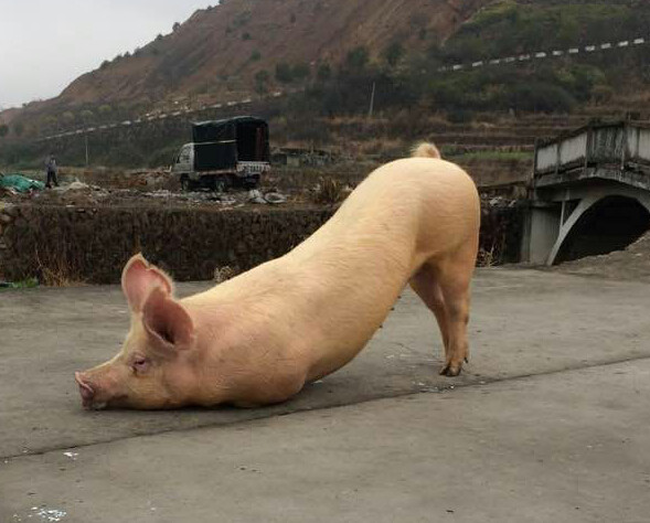 Chú heo lễ Phật đang gây "bão" cộng đồng mạng Trung Quốc. Ảnh: Phượng Hoàng.