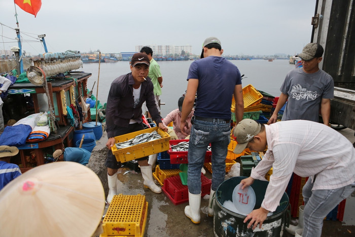 Ngư dân yên tâm khi tàu cập bến khi hải sản sạch sẽ được thu mua hết. Ảnh: H.T Ngư dân yên tâm khi tàu cập bến khi hải sản sạch sẽ được thu mua hết. Ảnh: H.T