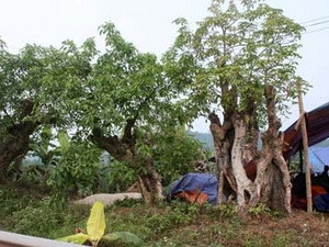 Cây nhội. Ảnh: Internet.