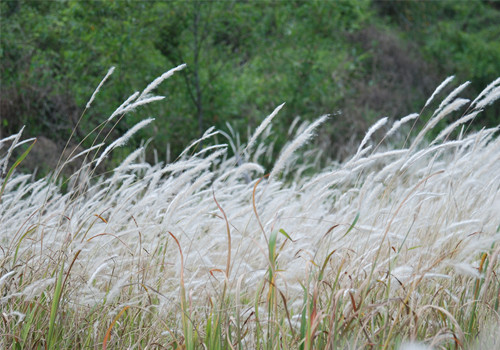 Cỏ lau trắng. Cỏ lau trắng.