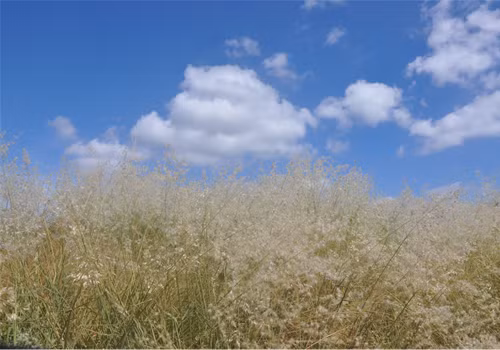 Giữa muôn trùng mây bềnh bồng lơ đãng sẽ làm bạn ngẩn ngơ trước sự khác biệt giao thoa của mây trời, sương gió và núi rừng. Ảnh: Cỏ và trời xanh cao nguyên. Giữa muôn trùng mây bềnh bồng lơ đãng sẽ làm bạn ngẩn ngơ trước sự khác biệt giao thoa của mây trời, sương gió và núi rừng. Ảnh: Cỏ và trời xanh cao nguyên.