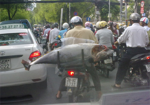 Còn gì hương vị tươi ngon của cá. Ảnh : Nguyễn Nhật Quang. Còn gì hương vị tươi ngon của cá. Ảnh : Nguyễn Nhật Quang.