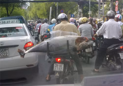 Còn gì hương vị tươi ngon của cá. Ảnh : Nguyễn Nhật Quang.