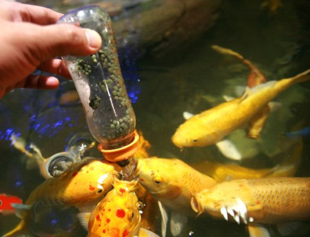 Tranh nhau mút núm vú nhựa Tranh nhau mút núm vú nhựa