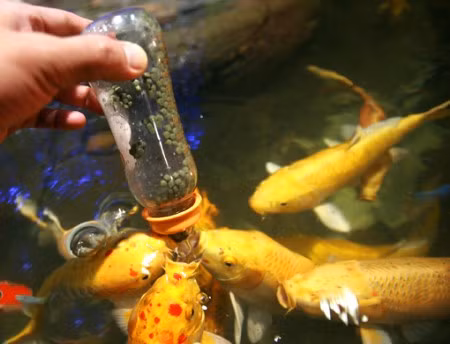 Tranh nhau mút núm vú nhựa Tranh nhau mút núm vú nhựa