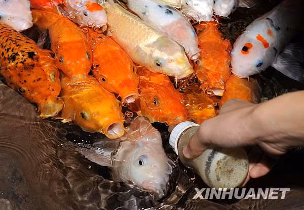 Những chú cá háo hức lao tới bình sữa Những chú cá háo hức lao tới bình sữa