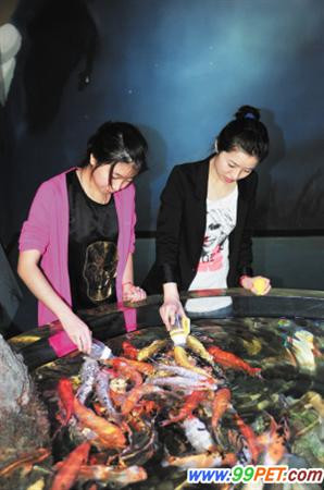 Chăm cá như chăm trẻ Chăm cá như chăm trẻ