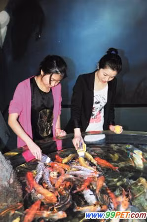 Chăm cá như chăm trẻ Chăm cá như chăm trẻ