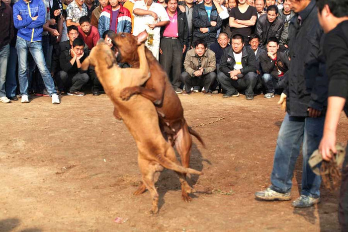Những con chó lấy hết sức bình sinh lao vào nhau cắn xé