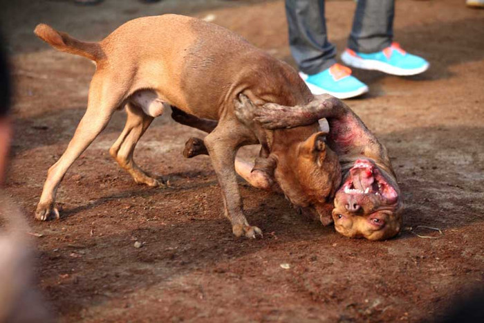 Những trận đấu sống còn, sặc mùi bạo lực trở thành thú vui của dân Trung Quốc ở An Huy