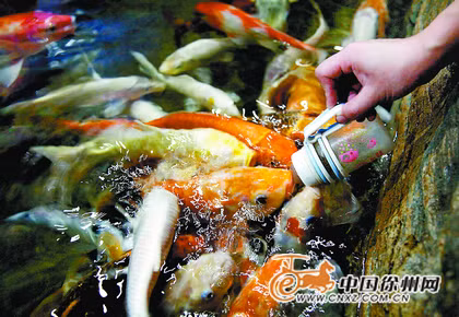 Rất nhiều người tỏ ra thích thú khi được tự tay cho cá bú bình sữa Rất nhiều người tỏ ra thích thú khi được tự tay cho cá bú bình sữa