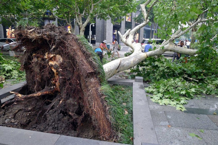 Lốc mạnh quật đổ cây xanh cạnh đình Tập Hiền Lốc mạnh quật đổ cây xanh cạnh đình Tập Hiền