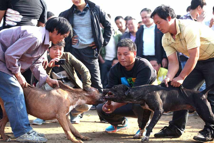 Chỉ nhìn thấy đối thủ là chúng lao vào cắn xé nhau