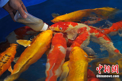 Cá cảnh bú bình đang hút khách tại Trung Quốc Cá cảnh bú bình đang hút khách tại Trung Quốc