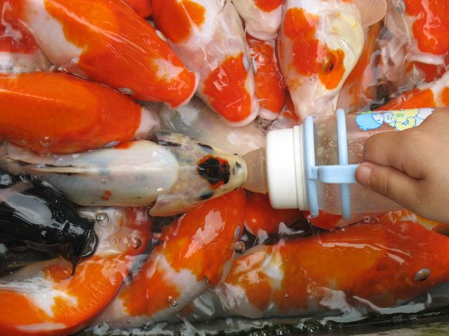 Tự tay cho cá ăn Tự tay cho cá ăn