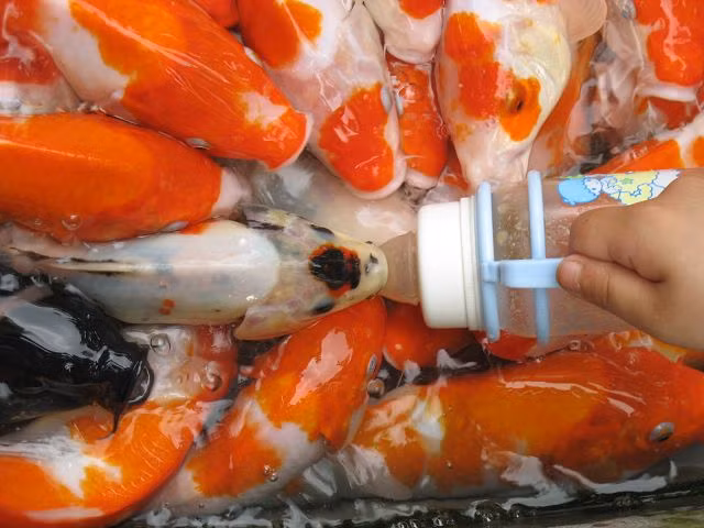 Tự tay cho cá ăn Tự tay cho cá ăn