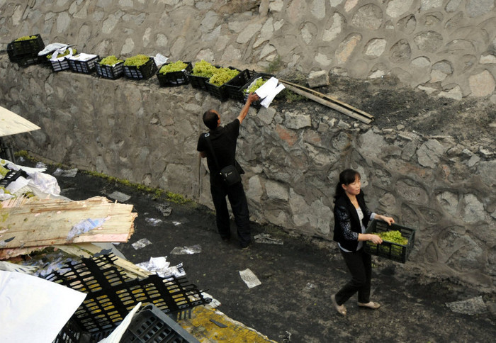 Cả vợ cả chồng cùng tranh thủ cướp nho Cả vợ cả chồng cùng tranh thủ cướp nho