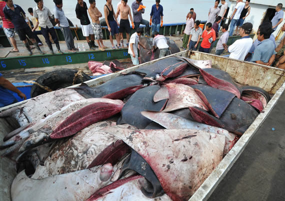 Xẻ thịt con cái đuối khổng lồ đem bán