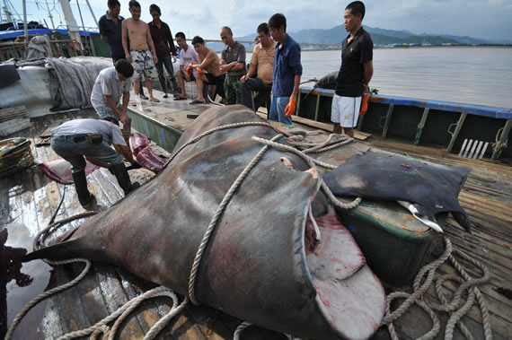 Cá đuối khổng lồ nặng hơn 1 tấn