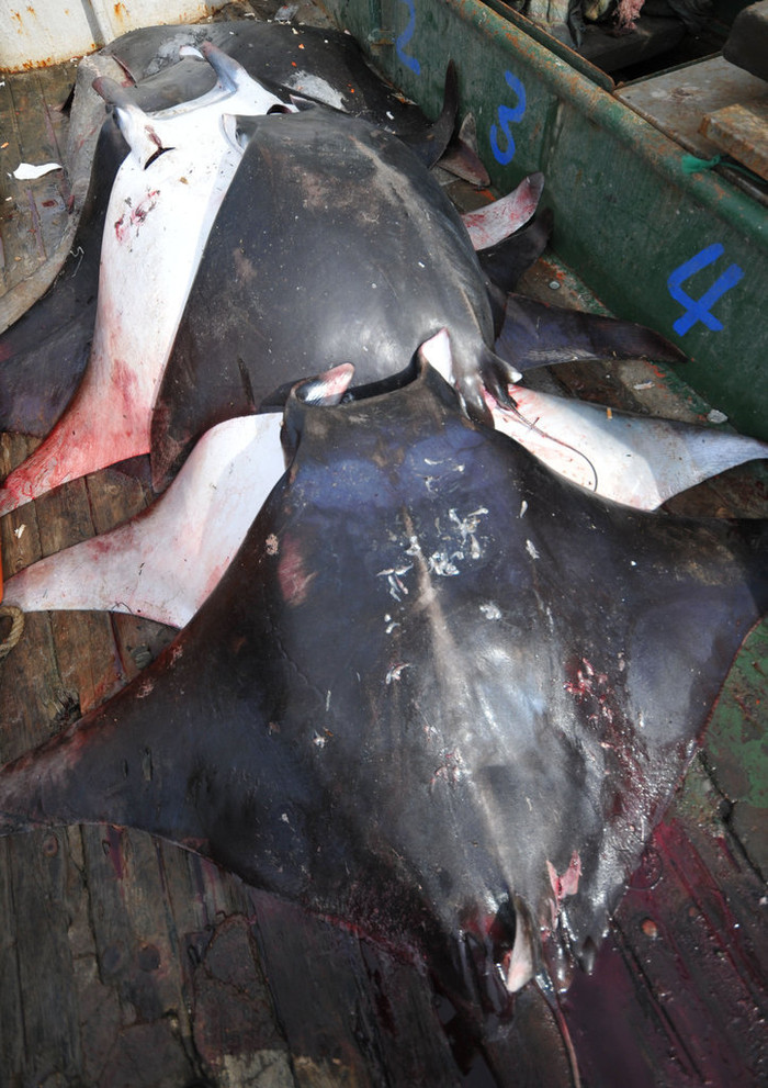 Những con cá đuối khác nhỏ hơn bị bắt