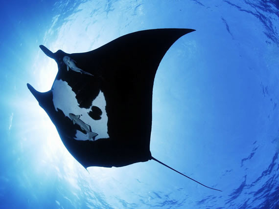 Cá đuối dưới đại dương