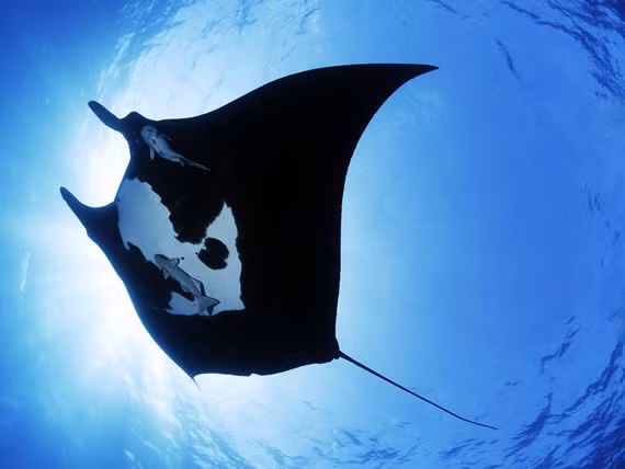 Cá đuối dưới đại dương