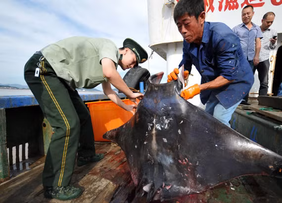 Nhu cầu sử dụng mang cá đuối làm thuốc ngày càng lớn khiến giá mặt hàng này tăng cao, bình quân 168 bảng Anh 1 kg