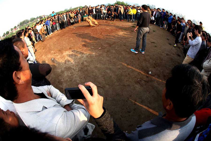 Những sới đấu chó ở Hào Châu, An Huy thu hút được khá nhiều người đến xem