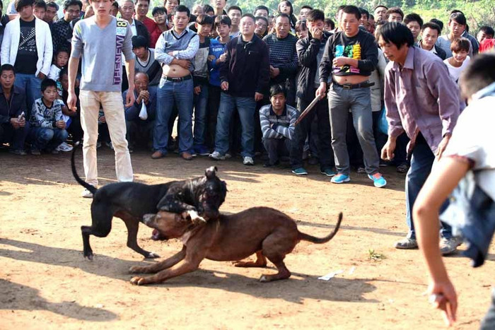 Trận chiến khốc liệt, trò chơi man rợ