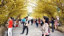 Hàng mai vàng rực đón nắng phương Nam. Hàng mai vàng rực đón nắng phương Nam.