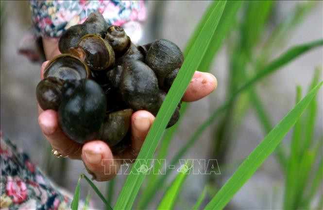 Ảnh minh họa: TTXVN Ảnh minh họa: TTXVN
