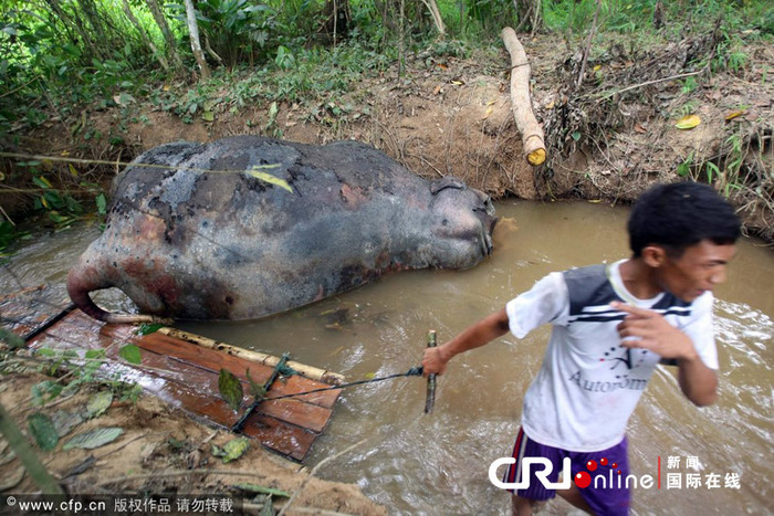 Một người dân kéo bè qua khu vực xác voi